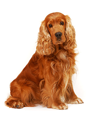 Kit Corte de Pelo para Mascotas