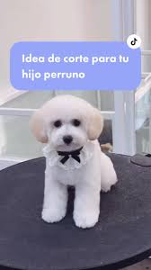 Kit Corte de Pelo para Mascotas